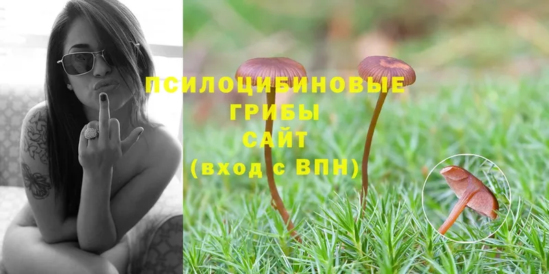 Галлюциногенные грибы Magic Shrooms Курск