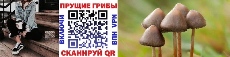 Галлюциногенные грибы Psilocybe  Курск 